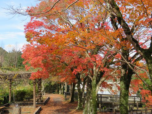 島田市中央公園、紅葉【島田市】：天候の良い紅葉景色