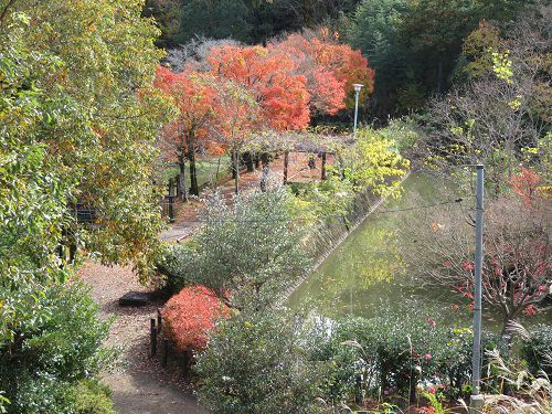 島田市中央公園、紅葉【島田市】：高台からの紅葉景色