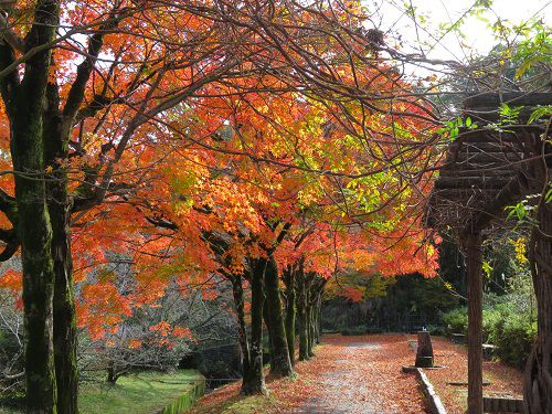 島田市中央公園、紅葉【島田市】：見頃の紅葉景色