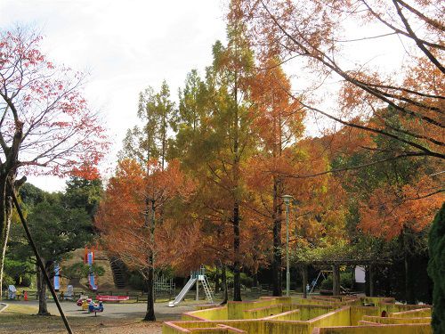 島田市中央公園、紅葉【島田市】：別角度からの見頃の紅葉景色