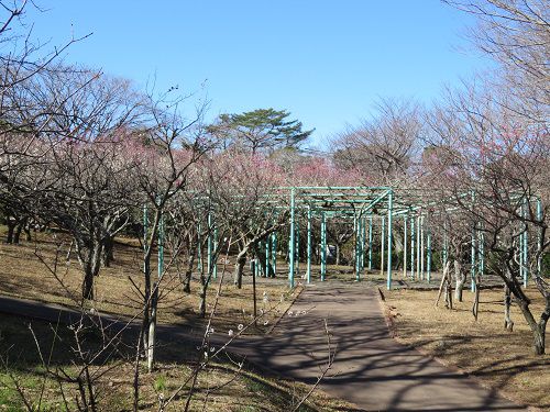 日本平梅園【静岡市】梅の花