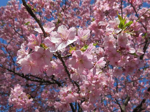 日本平梅園、河津桜【静岡市】：河津桜の見頃