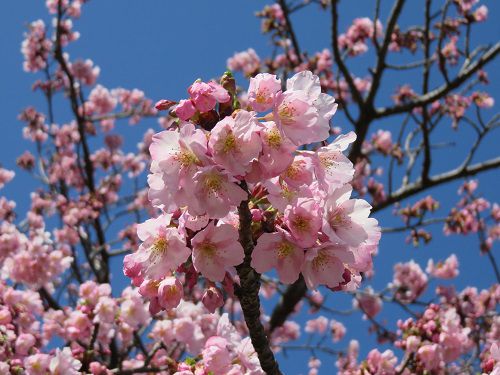 ロゼシアター（潤井川沿い）付近、寒桜【富士市】：拡大