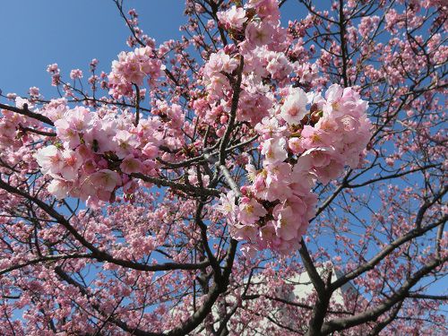 ロゼシアター（潤井川沿い）付近、寒桜【富士市】：見頃時k時