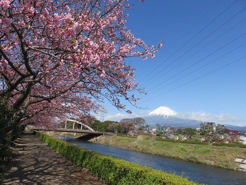ロゼシアター（潤井川沿い）付近、寒桜【富士市】：富士山