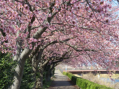 ロゼシアター（潤井川沿い）付近、寒桜【富士市】：寒桜並木