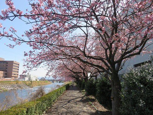 ロゼシアター（潤井川沿い）付近、寒桜【富士市】：見頃