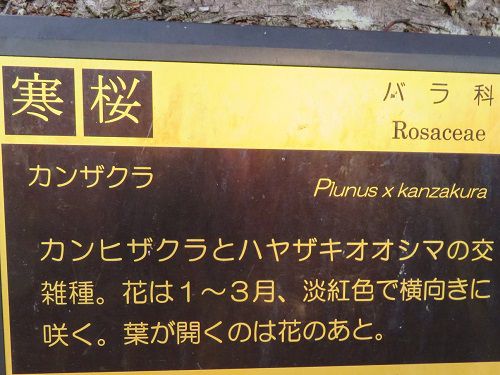 ロゼシアター（潤井川沿い）付近、寒桜【富士市】：寒桜説明板