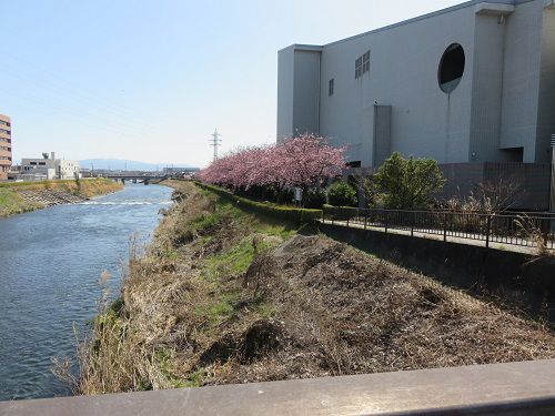 ロゼシアター（潤井川沿い）付近、寒桜【富士市】：ロゼシアター