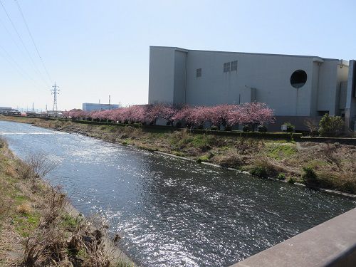 ロゼシアター（潤井川沿い）付近、寒桜【富士市】：潤井川