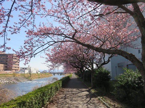 ロゼシアター（潤井川沿い）付近、寒桜【富士市】：遊歩道