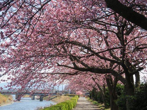ロゼシアター（潤井川沿い）付近、寒桜【富士市】：散歩道