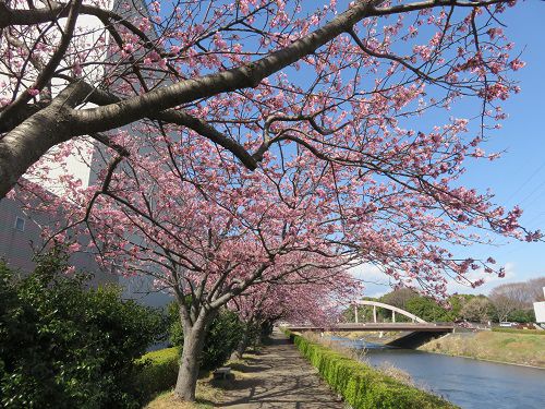 ロゼシアター（潤井川沿い）付近、寒桜【富士市】