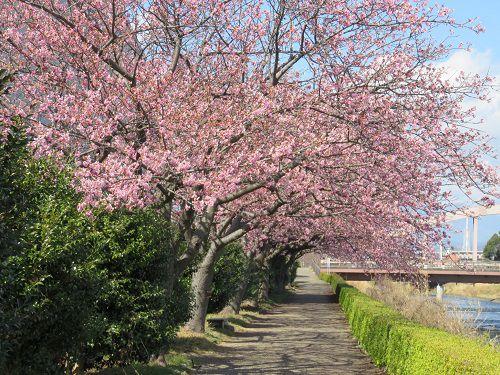 ロゼシアター（潤井川沿い）付近、寒桜【富士市】：桜並木