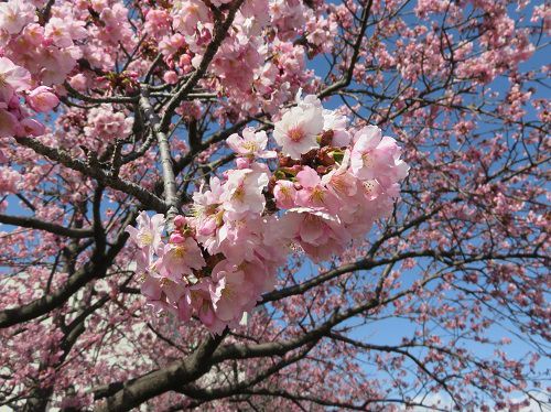 ロゼシアター（潤井川沿い）付近、寒桜【富士市】：ズームアップ