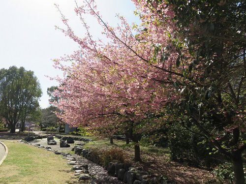米の宮公園、早咲き桜【富士市】：早咲き桜（NO１）