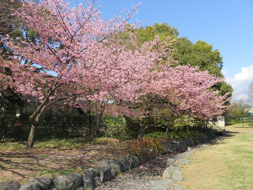 米の宮公園、早咲き桜【富士市】
