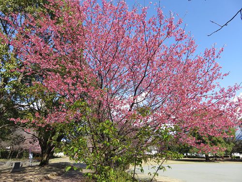 米の宮公園、早咲き桜【富士市】：早咲き桜（NO２）