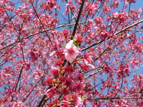 米の宮公園、早咲き桜【富士市】：早咲き桜（NO３）