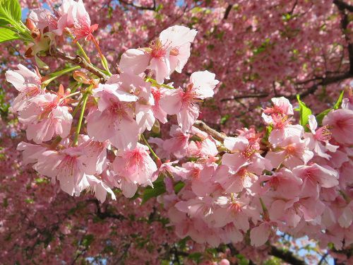 米の宮公園、早咲き桜【富士市】：早咲き桜（NO５）