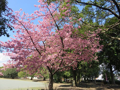米の宮公園、早咲き桜【富士市】：早咲き桜（NO７）