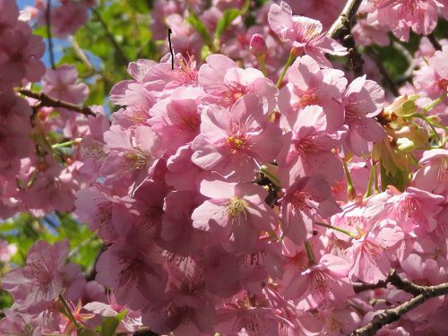 米の宮公園、早咲き桜【富士市】：早咲き桜（NO８）