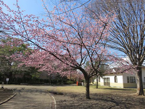 米の宮公園、早咲き桜【富士市】：早咲き桜（NO９）