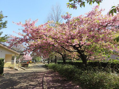 米の宮公園、早咲き桜【富士市】：早咲き桜