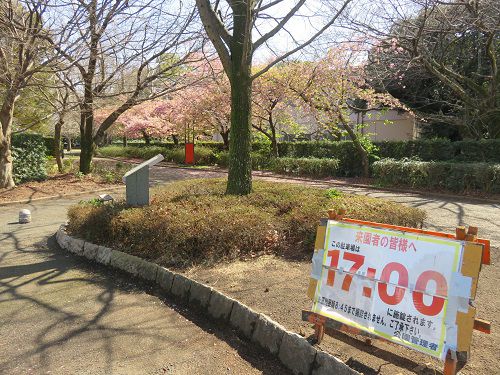 米の宮公園、早咲き桜【富士市】：駐車場からの様子