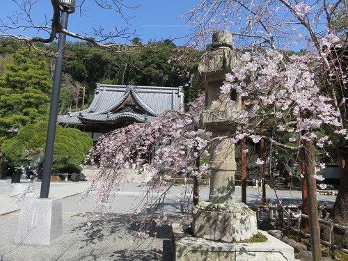 修禅寺の早咲き桜１