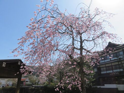 独鈷の湯付近の早咲きの桜２