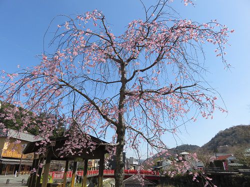 独鈷の湯付近の早咲きの桜１