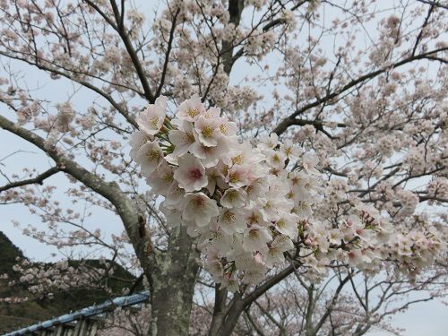 船明ダム周辺（湖畔）、桜【浜松市】；近づいて眺めた桜景色