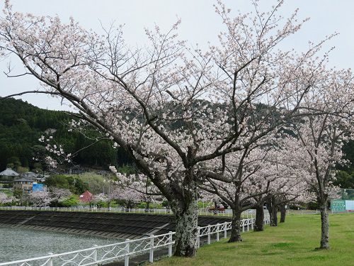 船明ダム周辺（湖畔）、桜【浜松市】；曇り空の満開桜