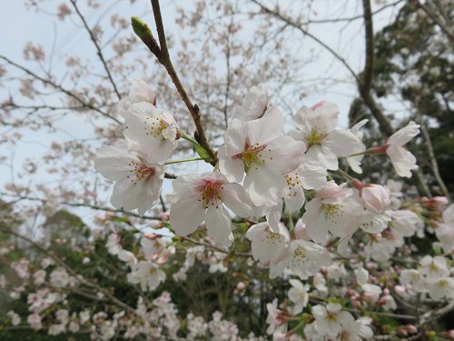 鳥羽山公園、桜【浜松市】：ズームアップ