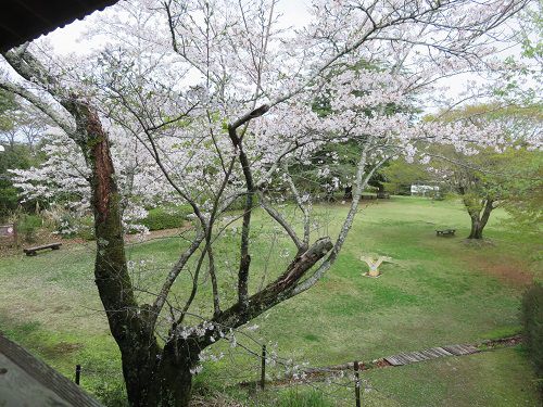 鳥羽山公園、桜【浜松市】：桜満開PART1