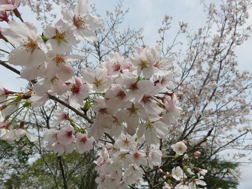 鳥羽山公園、桜【浜松市】：満開の桜