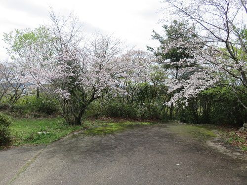 鳥羽山公園、桜【浜松市】