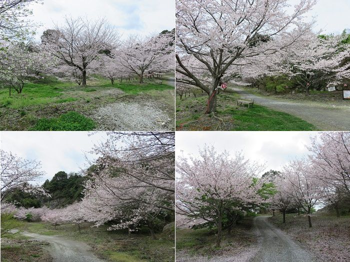 岩水寺、桜【浜松市】：満開桜