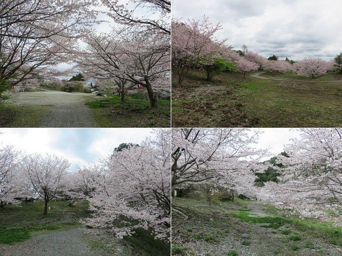 岩水寺、桜【浜松市】：素晴らしい桜