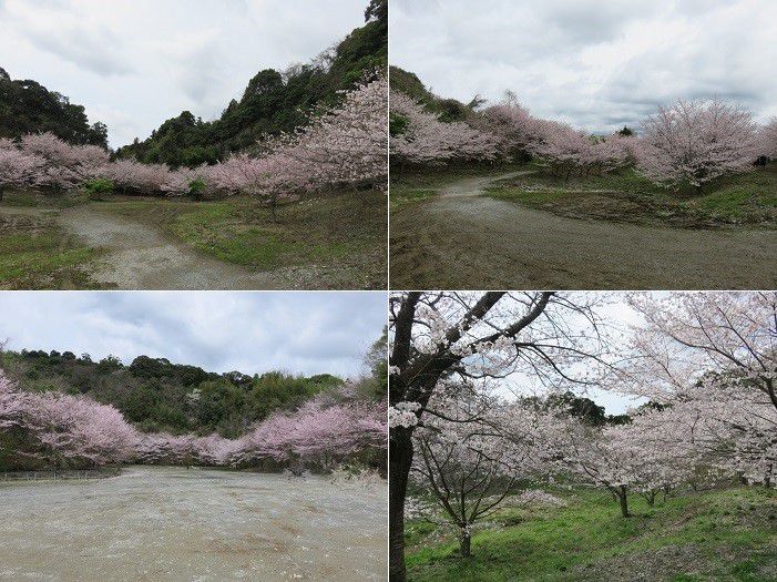 岩水寺、桜【浜松市】：桜満開時期