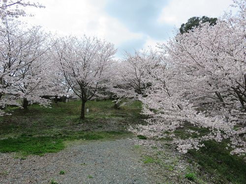 岩水寺、桜【浜松市】：見事な桜景色