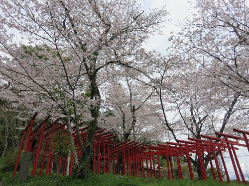 岩水寺、桜【浜松市】：素晴らしい満開桜