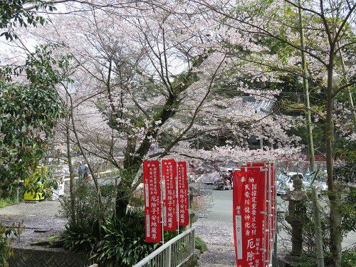 岩水寺、桜【浜松市】：御本堂へ向かう途中の桜景色