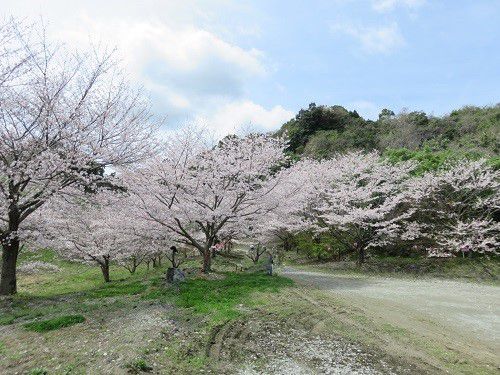 岩水寺、桜【浜松市】：見頃時期の見事な桜