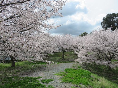 岩水寺、桜【浜松市】：満開の桜景色PART2