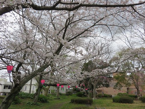 浜松城公園、桜【浜松市】：見頃時