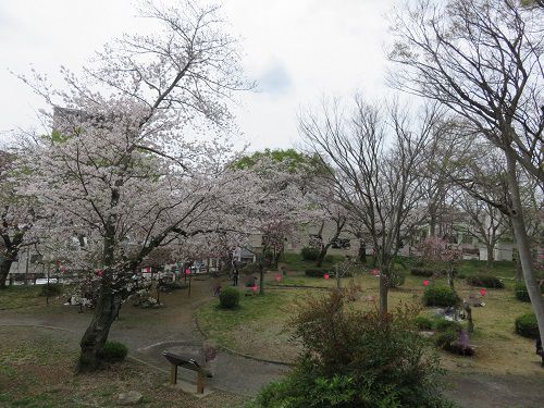 浜松城公園、桜【浜松市】：桜満開景色
