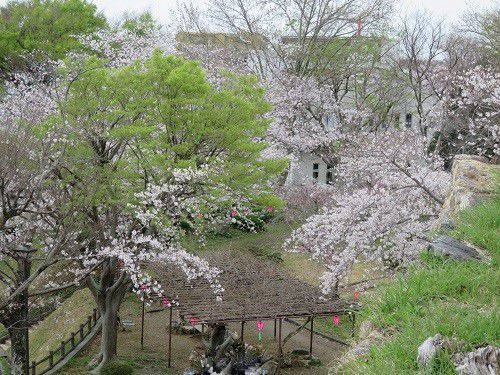浜松城公園、桜【浜松市】：桜景色