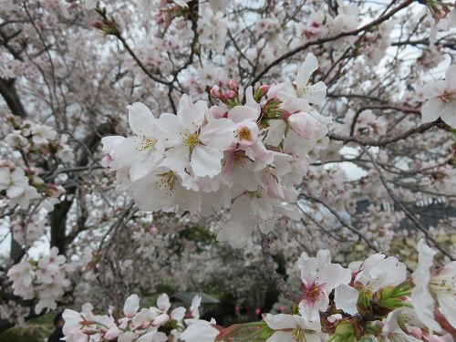 浜松城公園、桜【浜松市】：桜ズームアップ